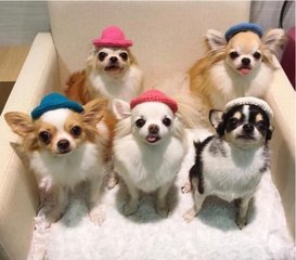 imtoen钱包下载